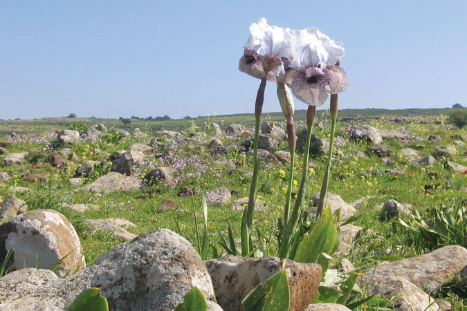 אירוס הגולן