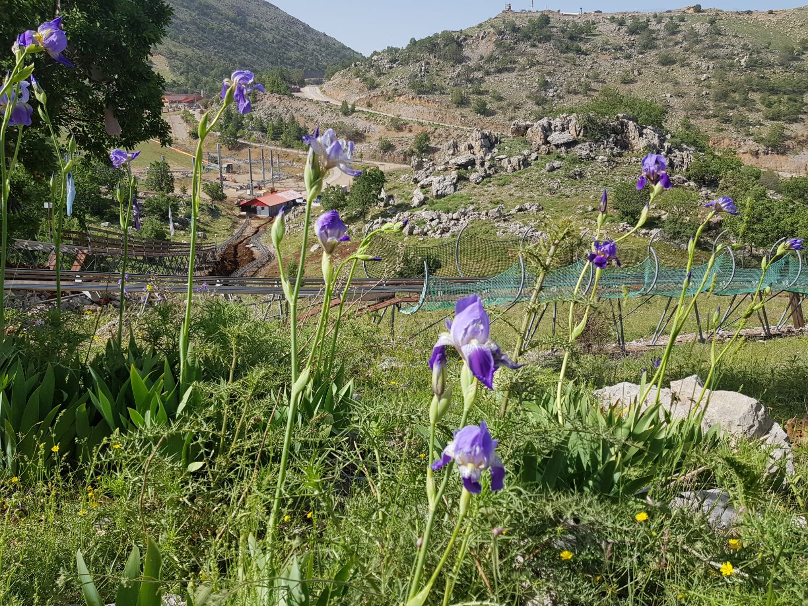 פריחה בחרמון